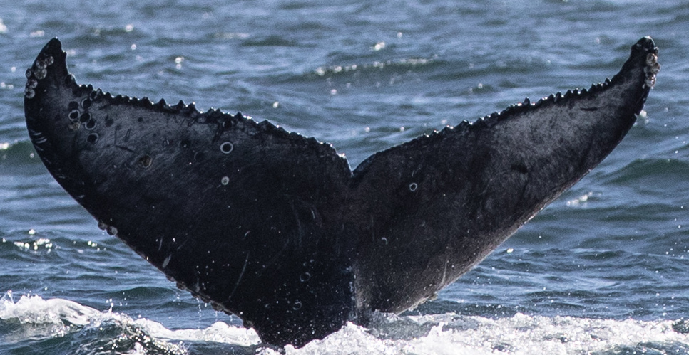 Fluke of CRC-18691