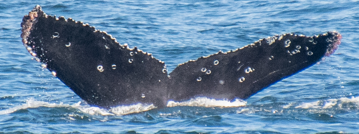 Fluke of CRC-18979