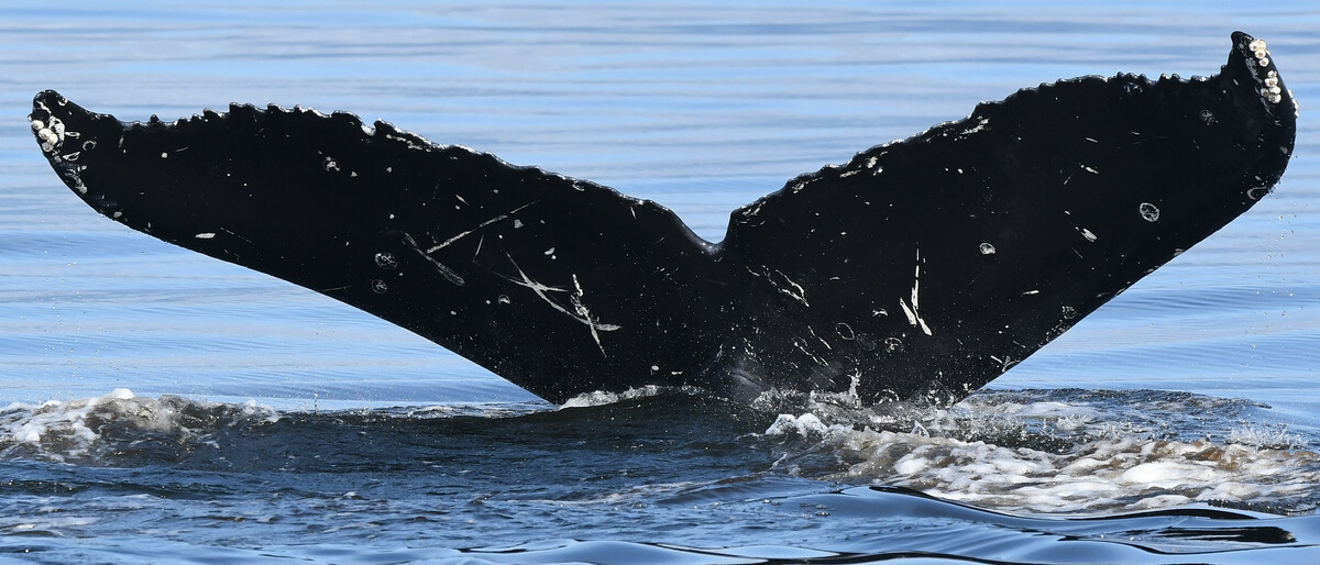 Fluke of Mosquito (Salish Sea)