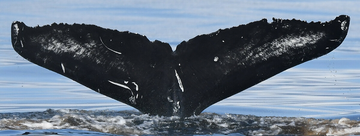 Fluke of Painter (Salish Sea)