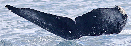 Fluke of Holey Moley (Salish Sea)