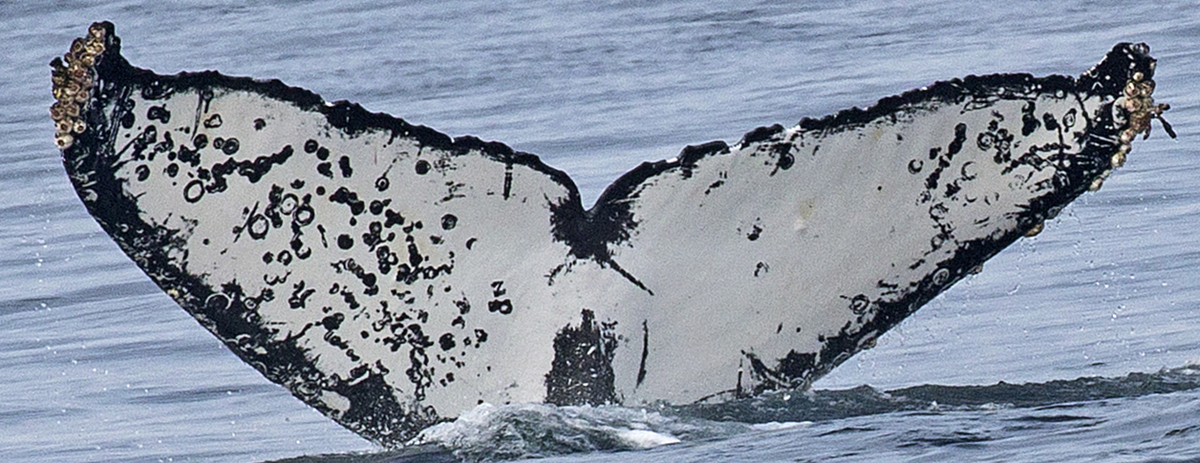 Fluke of Cheetah (Salish Sea)