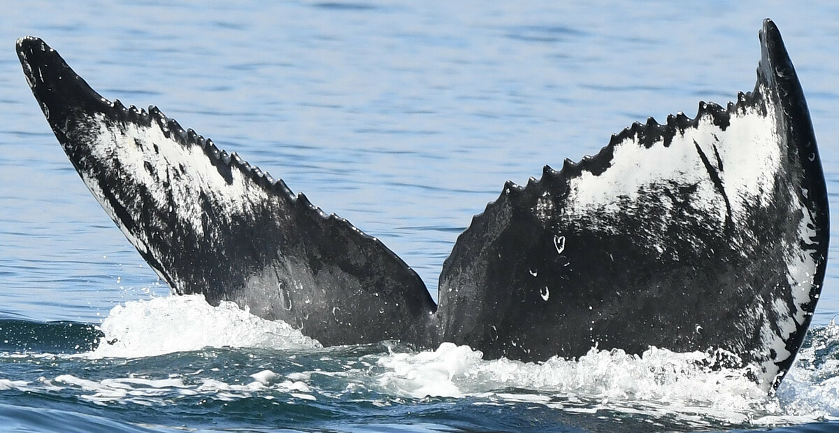 Fluke of Slingshot (Salish Sea)