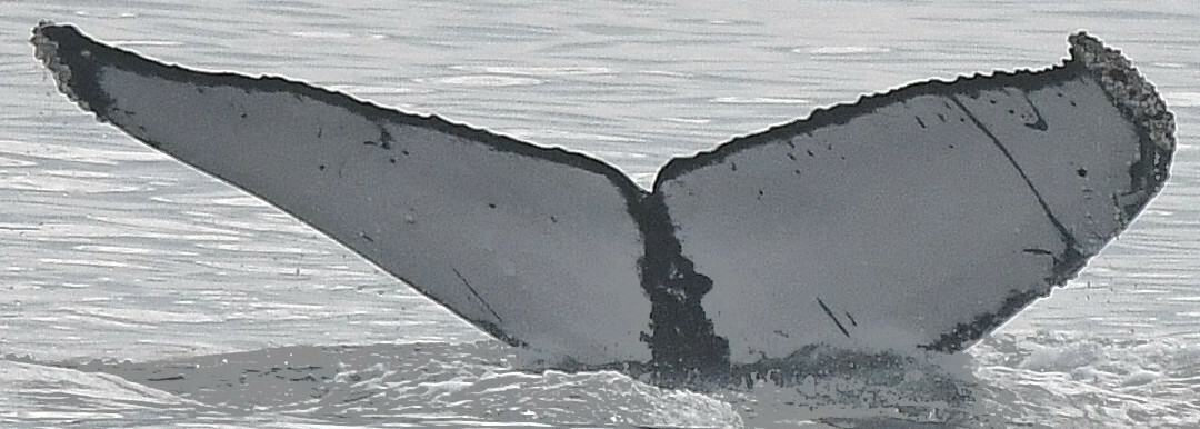 Fluke of Scrimmage (Salish Sea)