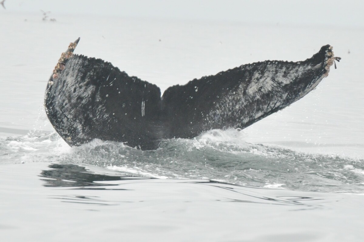 Fluke of Orbit (Salish Sea)