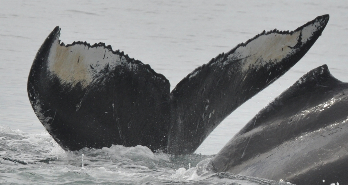 Fluke of Boomerang (Salish Sea)