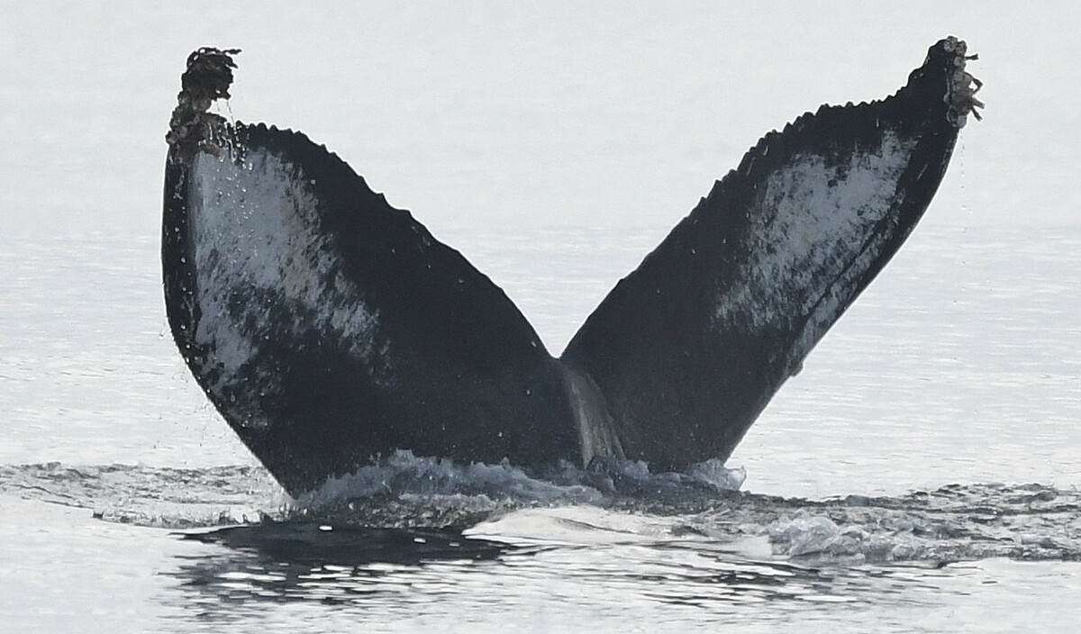 Fluke of Pingu (Salish Sea)