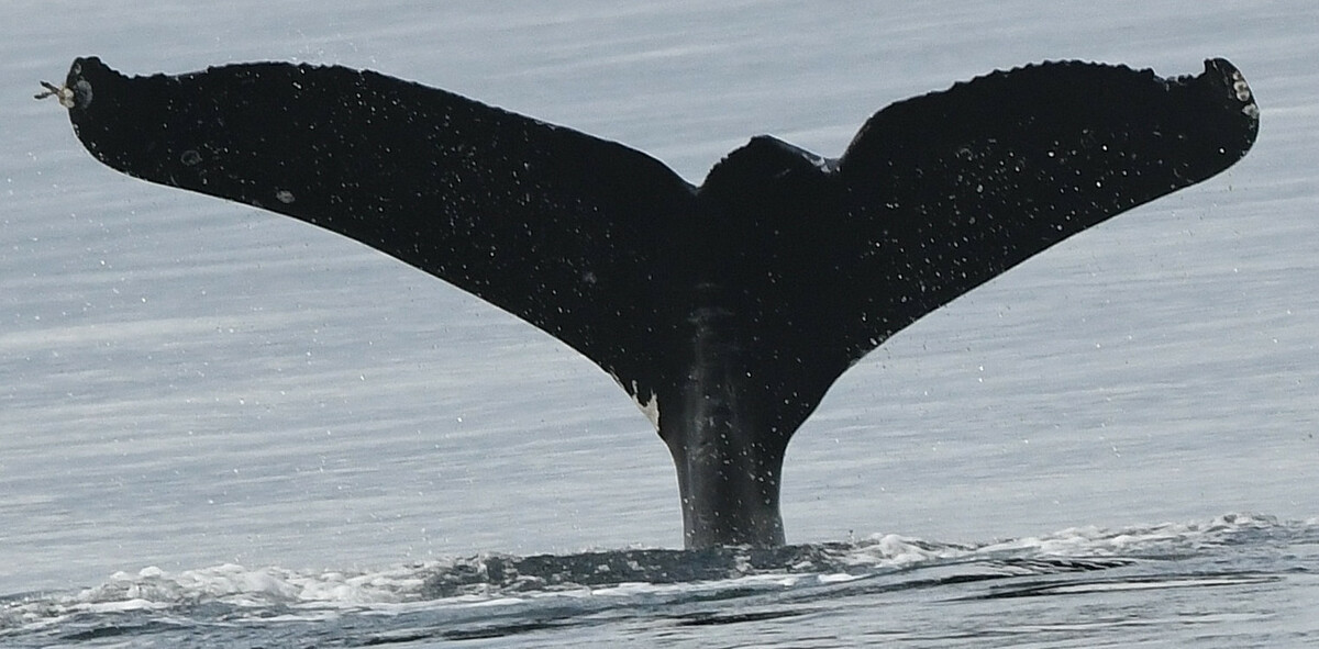 Fluke of Valhalla (Salish Sea)