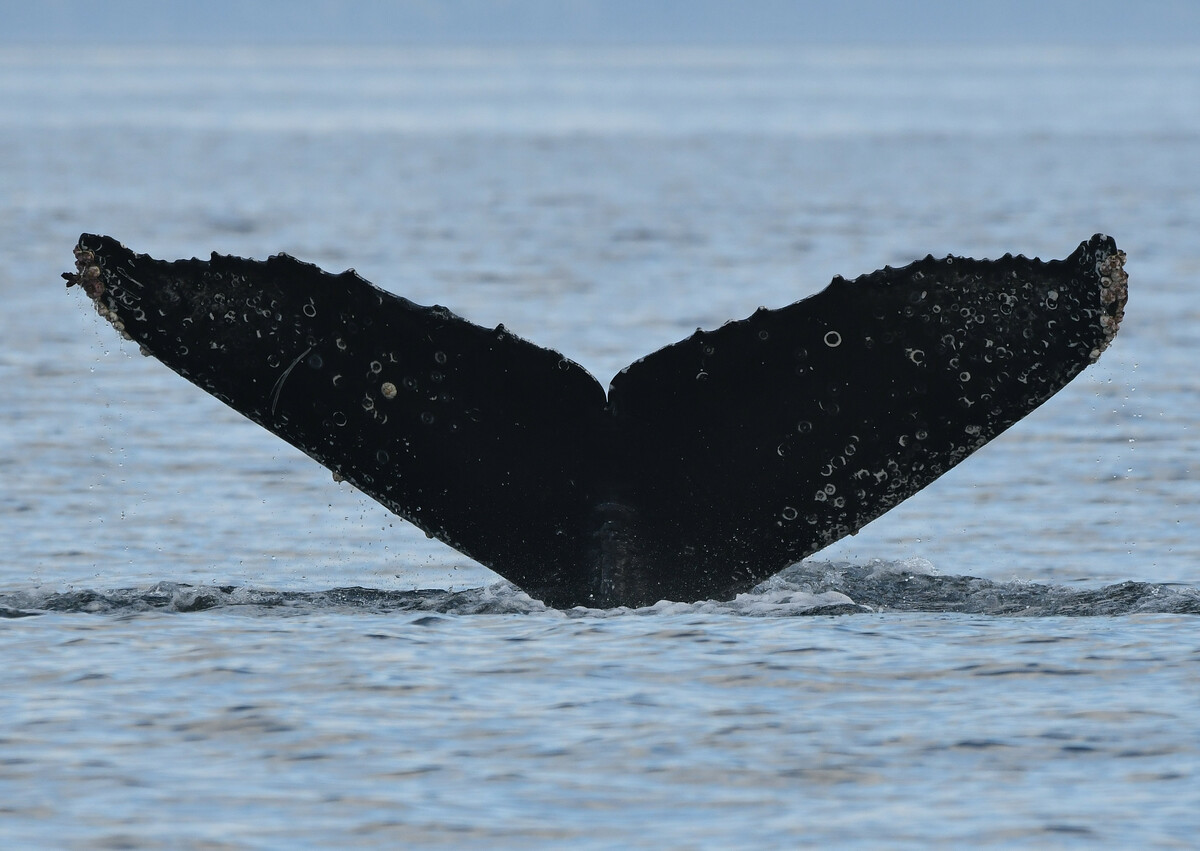 Fluke of 2019 calf of SuperNova