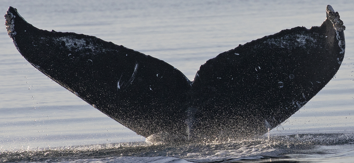 Fluke of Zillion (Salish Sea)