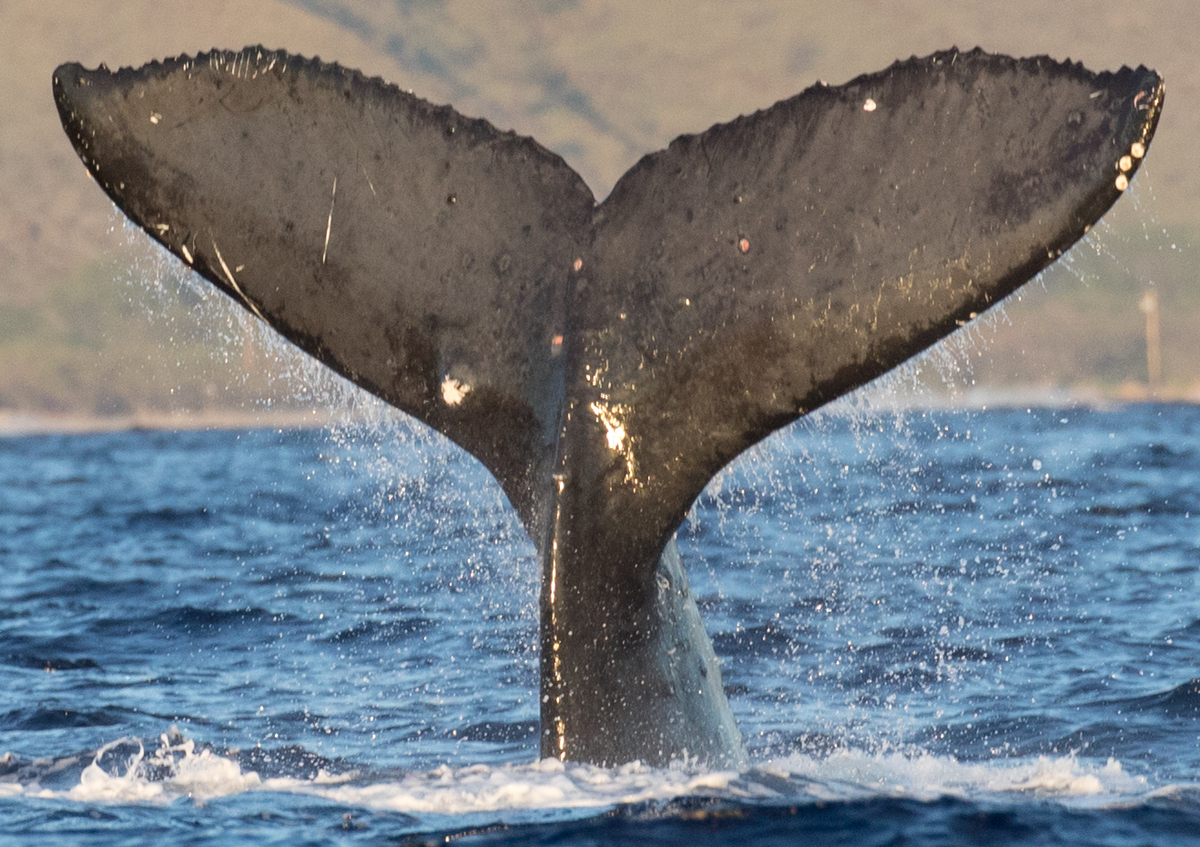 Fluke of CRC-13757