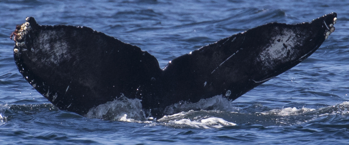 Fluke of Crenel (BC)