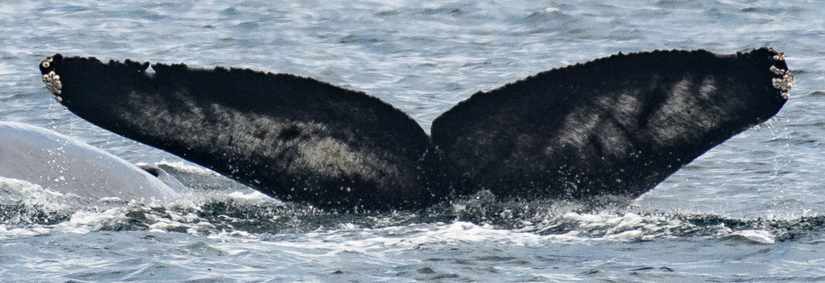 Fluke of Freyr (Salish Sea)