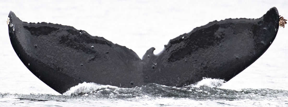 Fluke of Spike (BC) aka Muułšikthl / Tidal Wave  (BC)