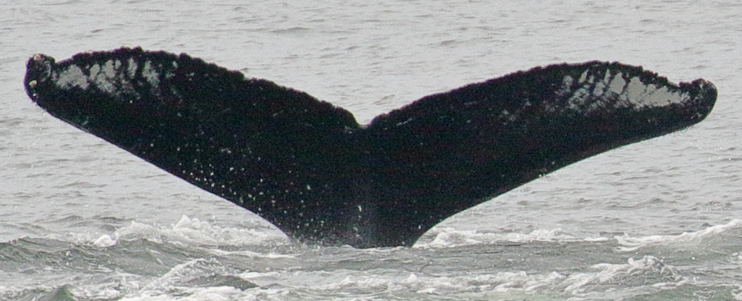 Fluke of Archipelago (Northern BC)