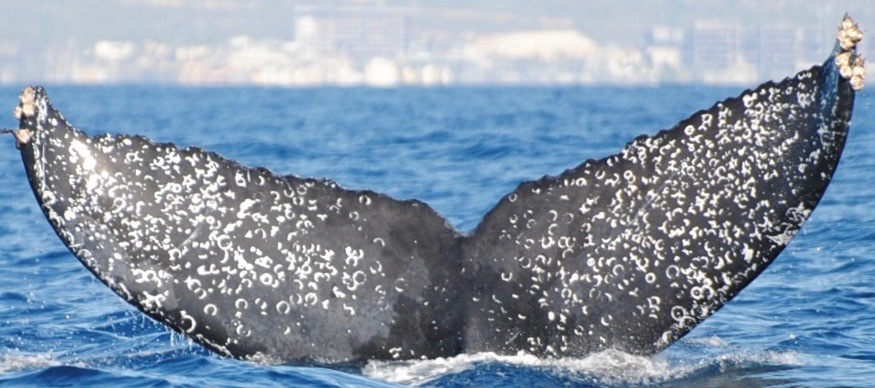 Fluke of CRC-15210