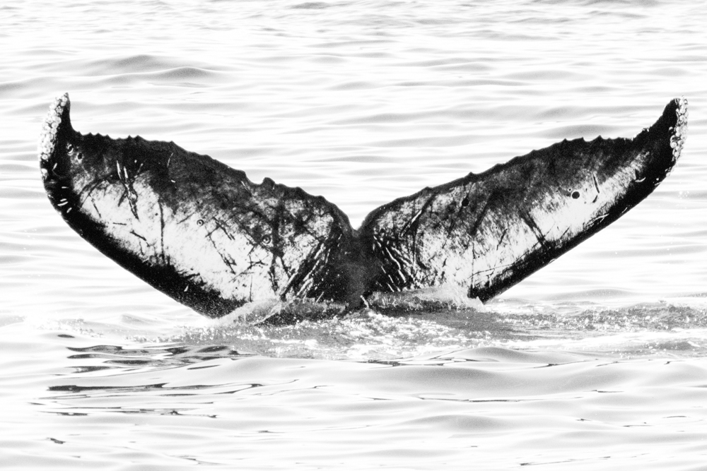 Fluke of CRC-16112