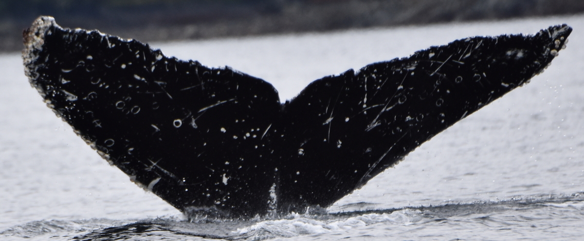 Fluke of Tag (British Columbia)