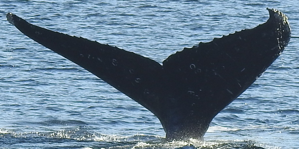 Fluke of Galen (BC) aka Circles (Northern BC)