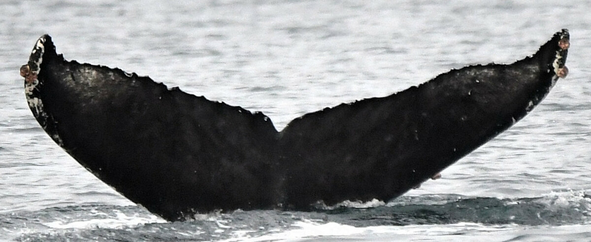 Fluke of Pinnacle (Salish Sea)