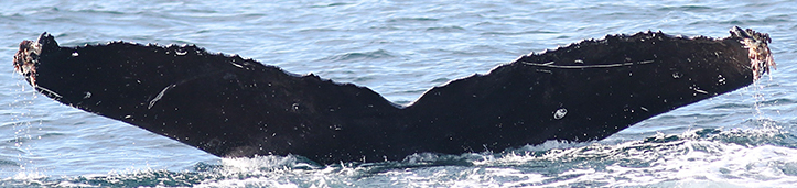 Fluke of Puntada (BC)