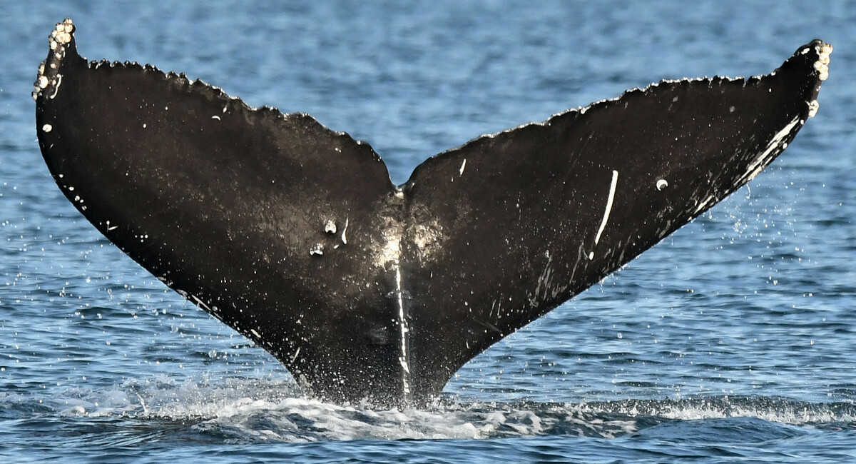 Fluke of Exclamation (Salish Sea)