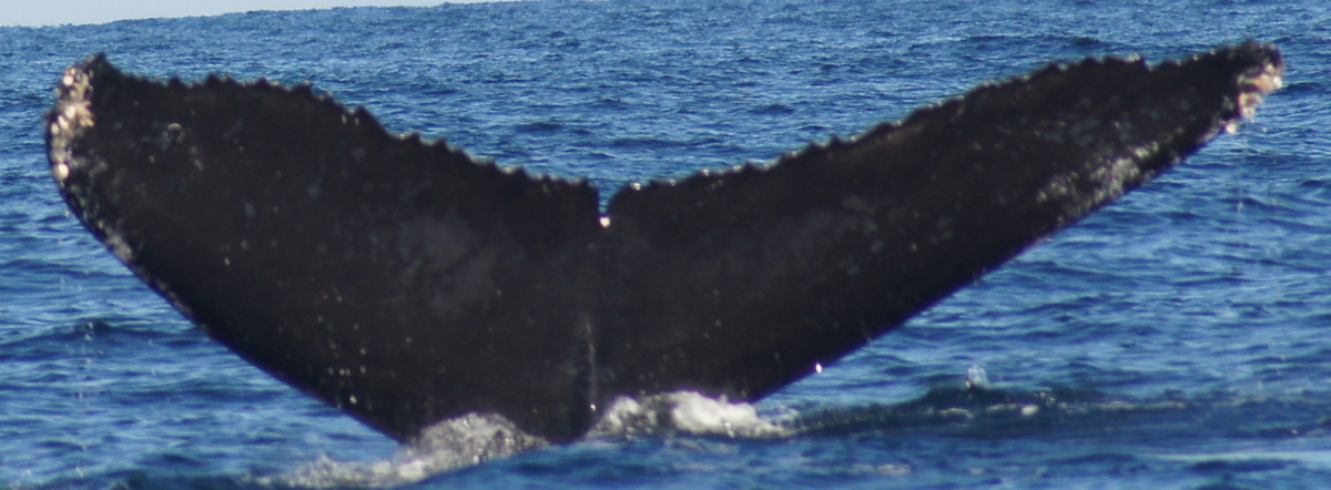 Fluke of CRC-12515