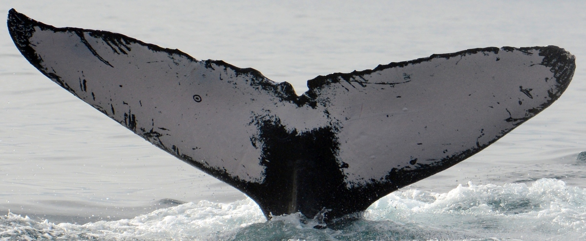 Fluke of XJTLU-AS-4 (Antarctica)