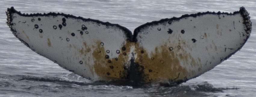 Fluke of HW-MN1302308