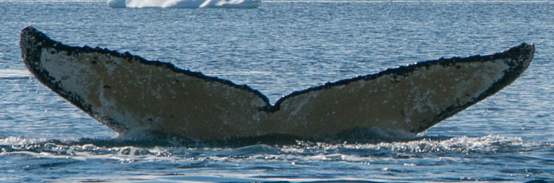 Fluke of JAM (Antarctica)