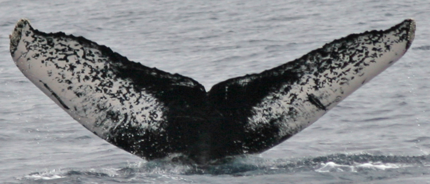 Fluke of CRC-10904