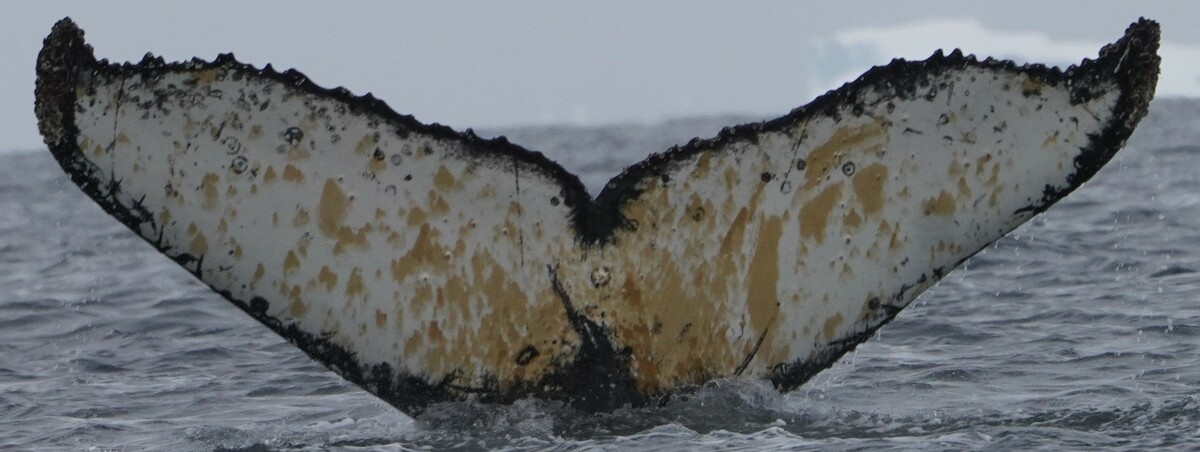 Fluke of HW-MN1302350