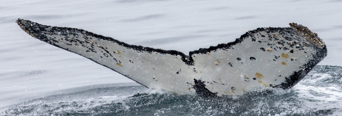Fluke of HW-MN1302380