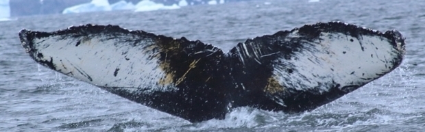 Fluke of Mojo (Antarctica)