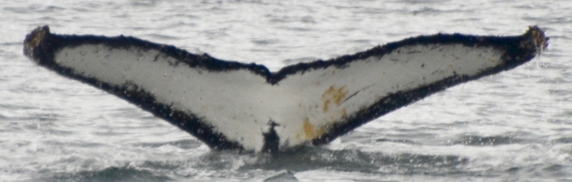 Fluke of HW-MN1302390