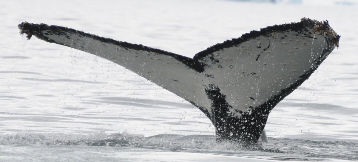Fluke of HW-MN1302413