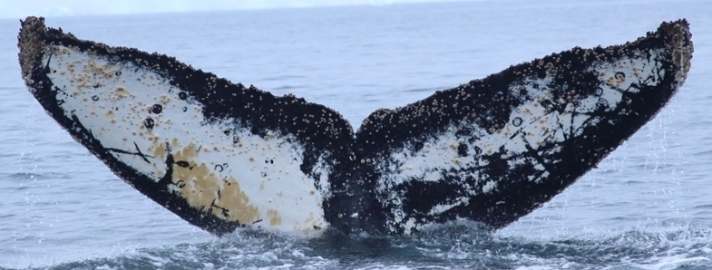 Fluke of HW-MN1302430