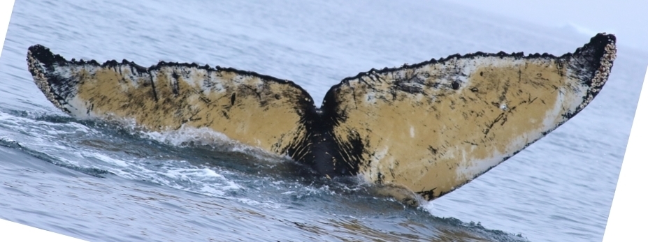 Fluke of HW-MN1302452