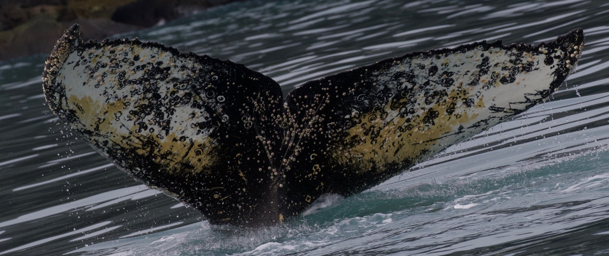 Fluke of HW-MN1302468