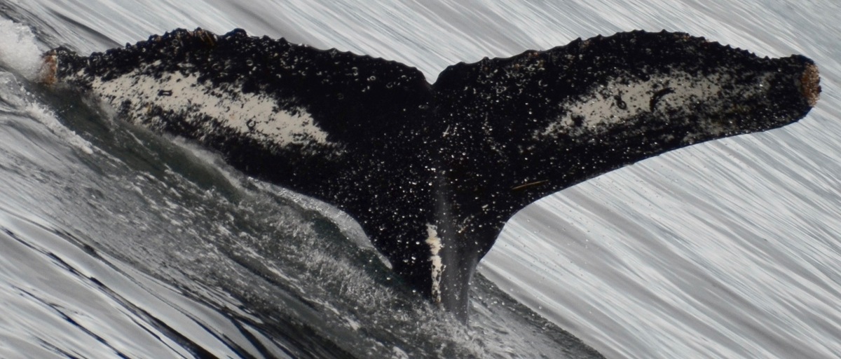 Fluke of Gracie (Antarctica)