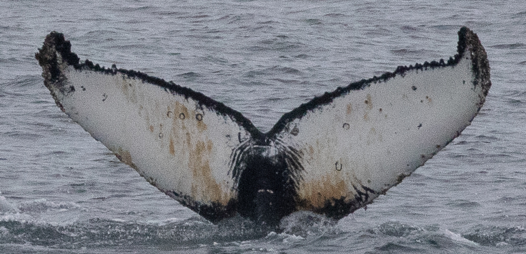 Fluke of Stephi, Stephi (Antarctica)