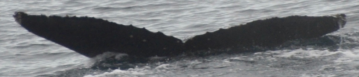 Fluke of HW-MN1302484