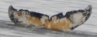 Fluke of HW-MN1302489