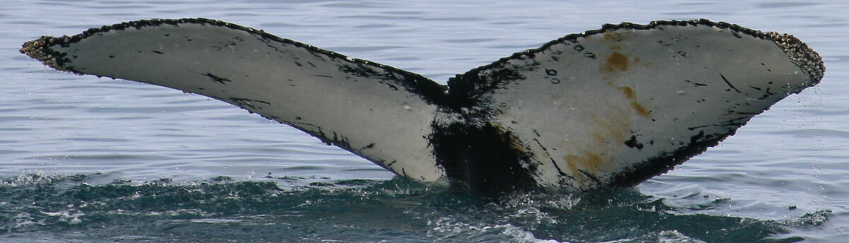 Fluke of HW-MN1302521