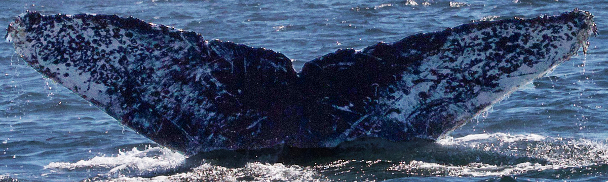 Fluke of CRC-11574
