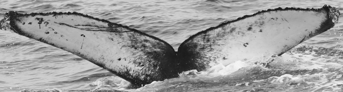 Fluke of CRC-15094
