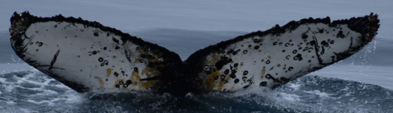 Fluke of HW-MN1302537