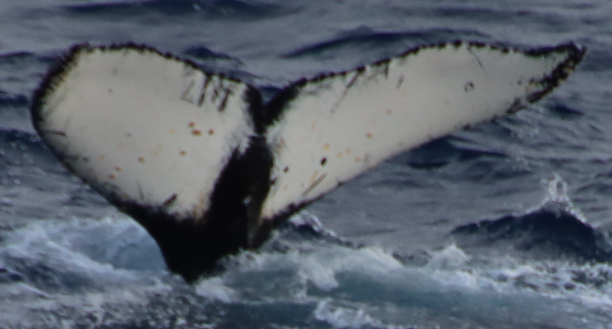 Fluke of HW-MN1302550