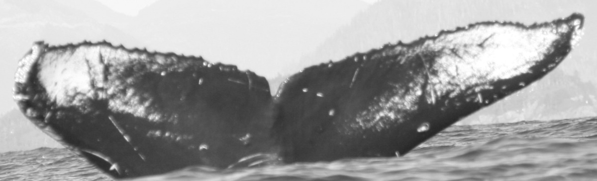 Fluke of Hakai (BC)