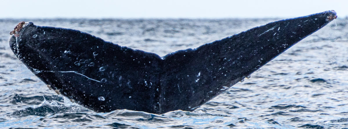 Fluke of CRC-14017